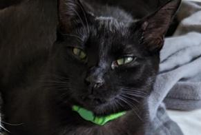 Disappearance alert Cat Male , 1 years Lansing United States