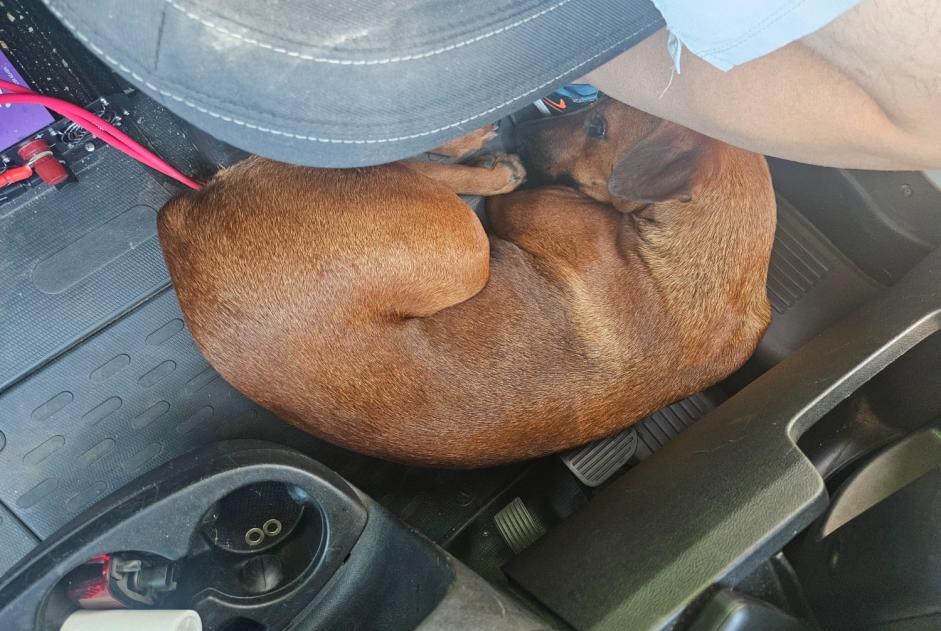 Alerta de Hallazgo Perro Macho Riverside Estados Unidos