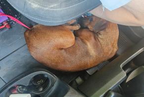 Alerte Découverte Chien Mâle Riverside États-Unis