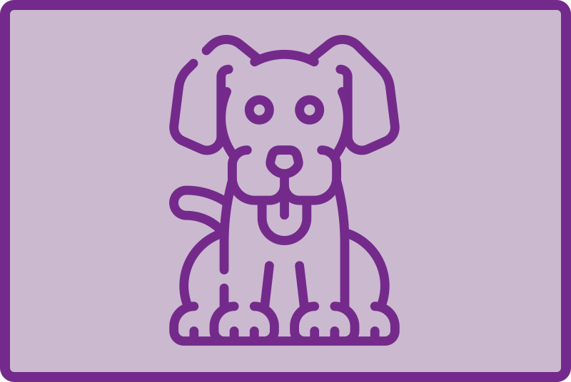 Alerte Disparition Chien croisement Mâle , 8 ans Austin États-Unis